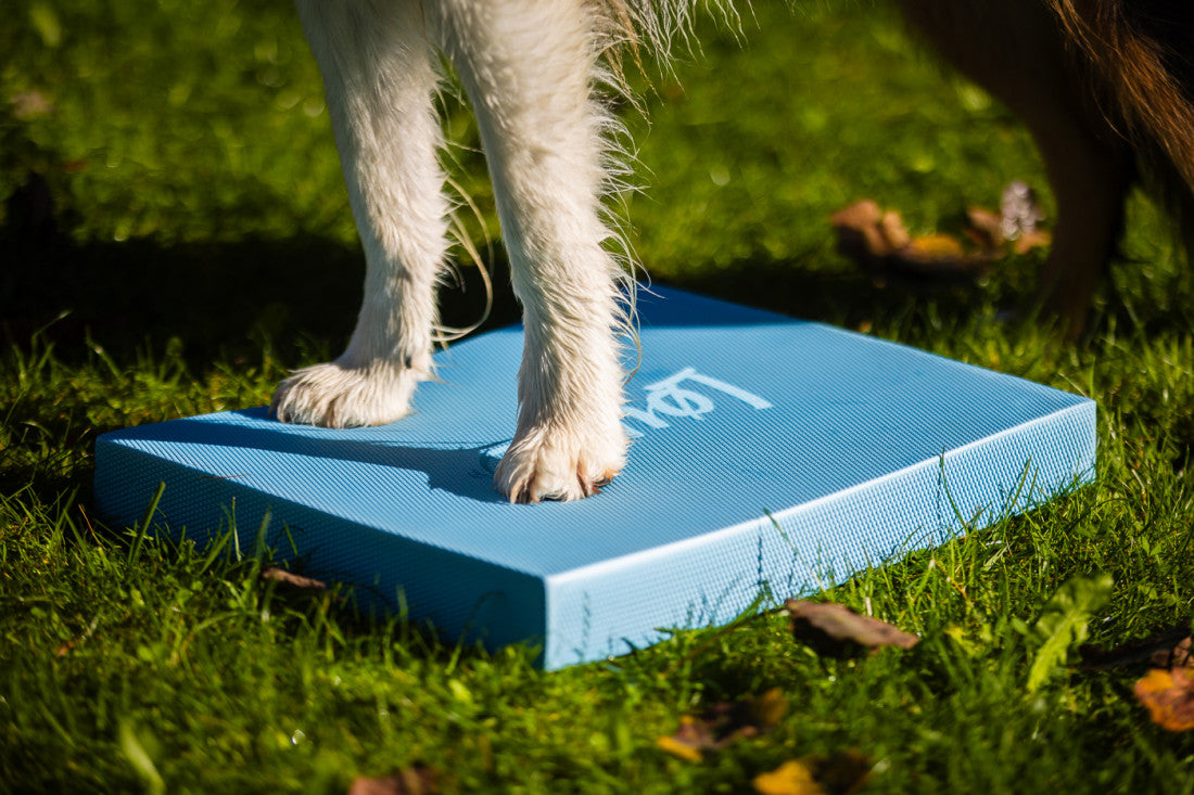 Foam Target YogoDoggo