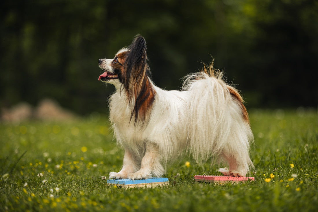 Target Hamtal Up – kevyt target-alusta