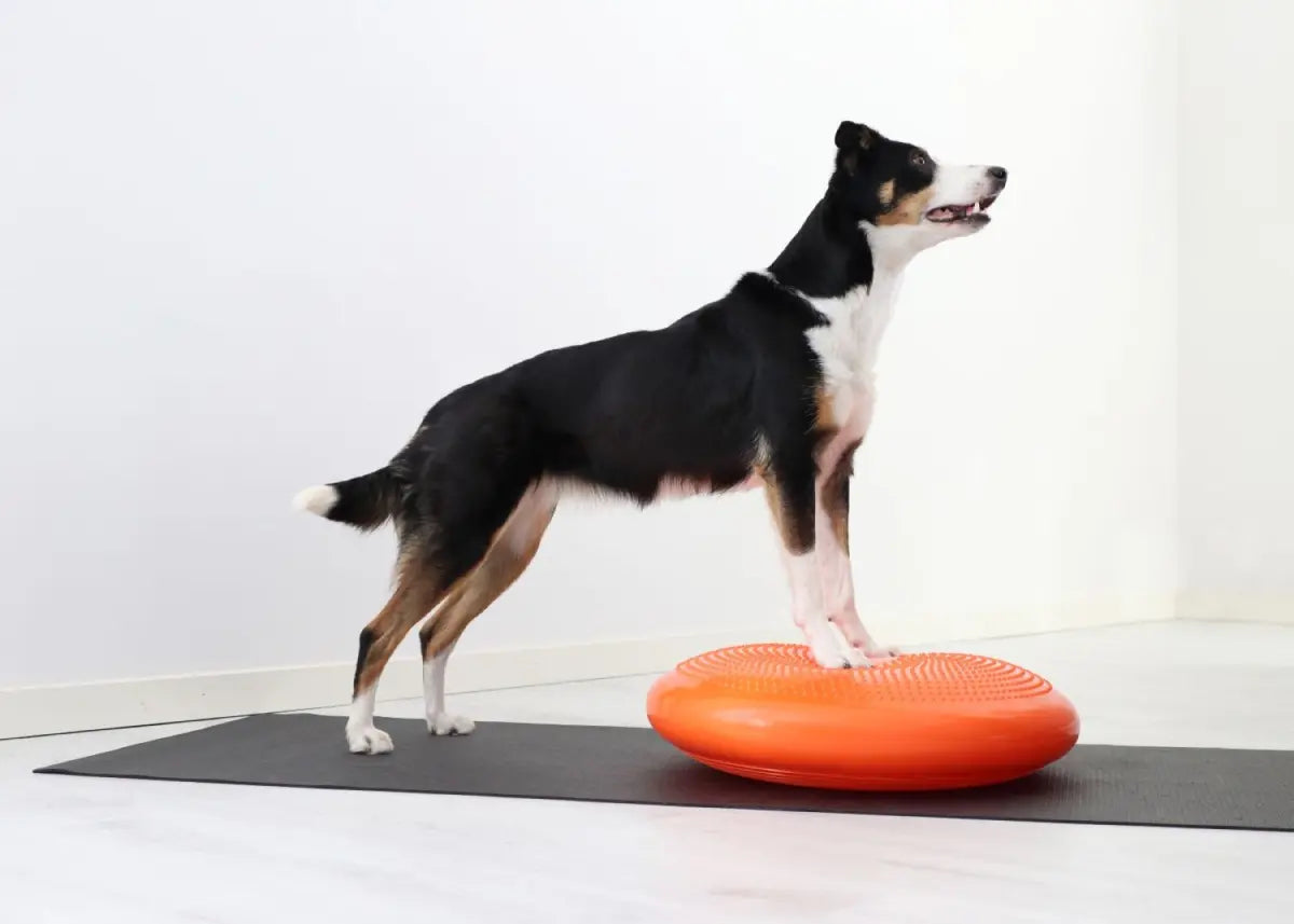 Gymnic Disco-dog tasapainotyyny 55cm