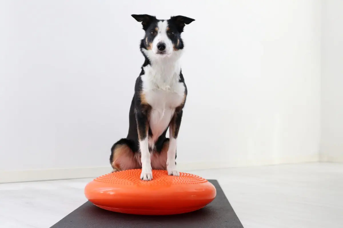 Gymnic Disco-dog tasapainotyyny 55cm