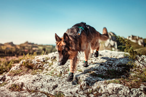 Protector Bootie -tossut